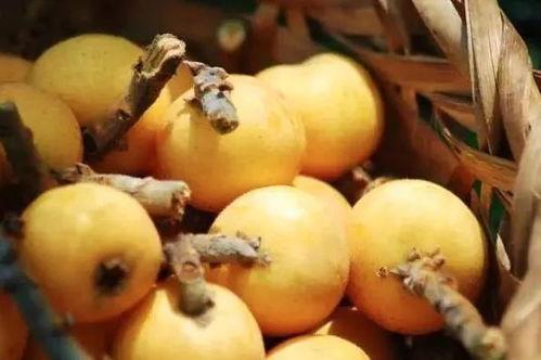 枇杷套袋视频教程,视频教程带你轻松掌握